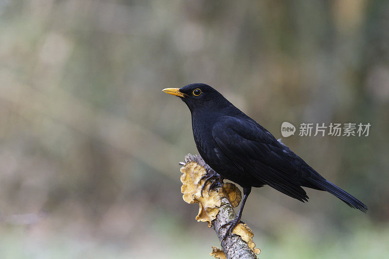 雄性黑鹂(Turdus merula)